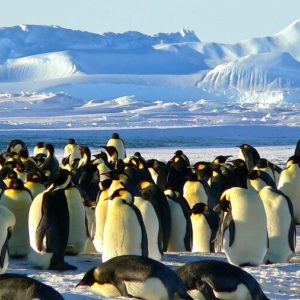 pingwin królewski, Antarktyka